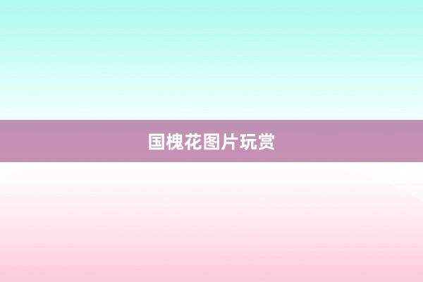 国槐花图片玩赏